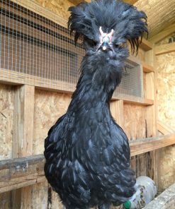 crevecoeur chickens for sale 1