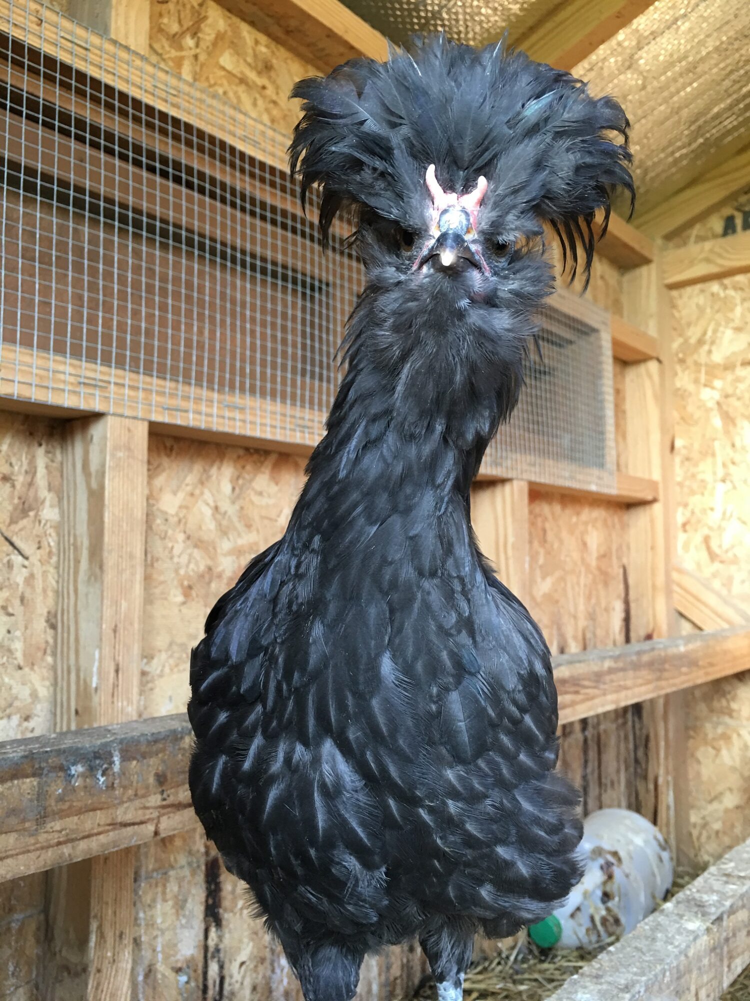 crevecoer crevecoeur chickens for sale 1