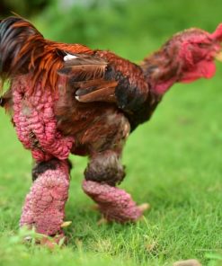 dong tao chicken for sale