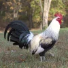 regular grey gamefowl for sale