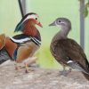 buy a mandarin duck