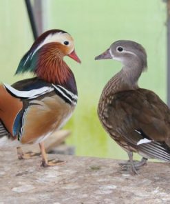 buy a mandarin duck