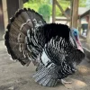 narragansett turkey for sale 2