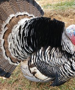 narragansett turkey for sale
