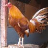 pumpkin hulsey gamefowl for sale 1