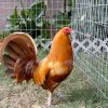 pumpkin hulsey gamefowl for sale 2