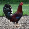 Reb Williams Albany for Sale