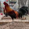 brown red gamefowl for sale