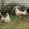 Regular Grey Hatching Eggs