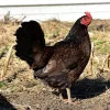 madigan claret gamefowl for sale 1