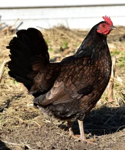 madigan claret gamefowl for sale 1