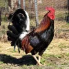 madigan claret gamefowl for sale