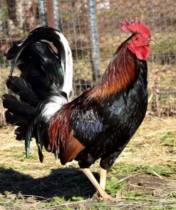 madigan claret gamefowl for sale