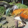 pumpkin hulsey gamefowl for sale 3