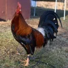 pure radio gamefowl for sale2