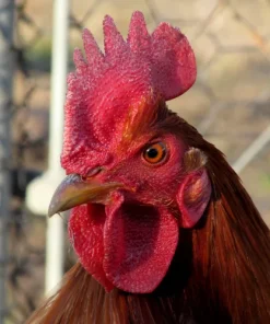 Radio Gamefowl Brood Cock for Sale