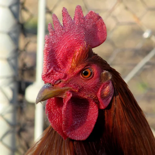Radio Gamefowl Brood Cock for Sale Radio Gamefowl Brood Cock for Sale