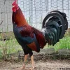 Reb Williams Albany Stags for sale