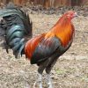 brown red gamefowl for sale