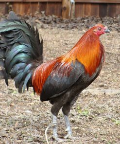 brown red gamefowl for sale