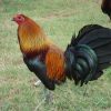 brown red gamefowl for sale 1