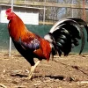 Reb Williams Albany Hatching Eggs