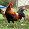 pure radio gamefowl for sale1