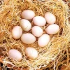 Madigan Claret Hatching Eggs