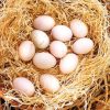 Regular Grey Hatching Eggs For Sale