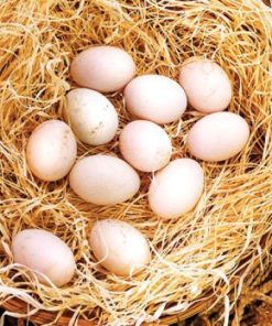 Regular Grey Hatching Eggs For Sale