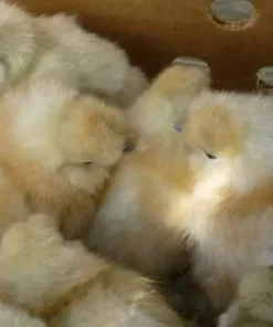 white silkie day old chicks for sale