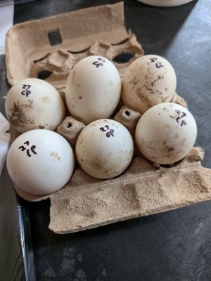 fertile White Crested duck hatching egg fertile White Crested duck hatching egg