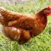 red star chickens for sale