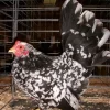 mottled japanese bantam for sale