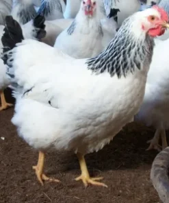 columbian rock hens for sale