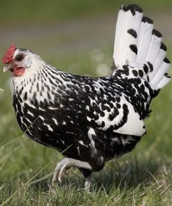 silver spangled hamburg for sale