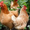 red star chickens for sale