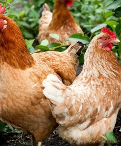 red star chickens for sale