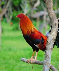 Cowan Roundhead Gamefowl