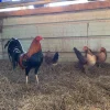 sweater gamefowl for sale 1