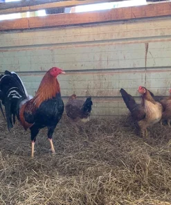 sweater gamefowl for sale 1