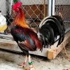 Kearney Whitehackle Gamefowl for sale 1
