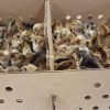 cream legbar chicks for sale