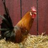 buttercup chickens for sale