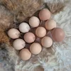 black australorp hatching eggs for sale 1