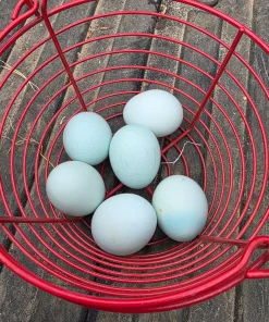 ermine ameraucana chickens for sale