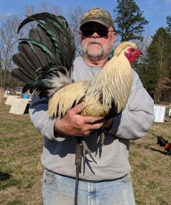 Flarry Eye Grey Gamefowl 1