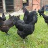 kadaknath chickens for sale 1
