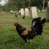 brassback butcher gamefowl for sale2