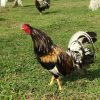 brassback butcher gamefowl for sale